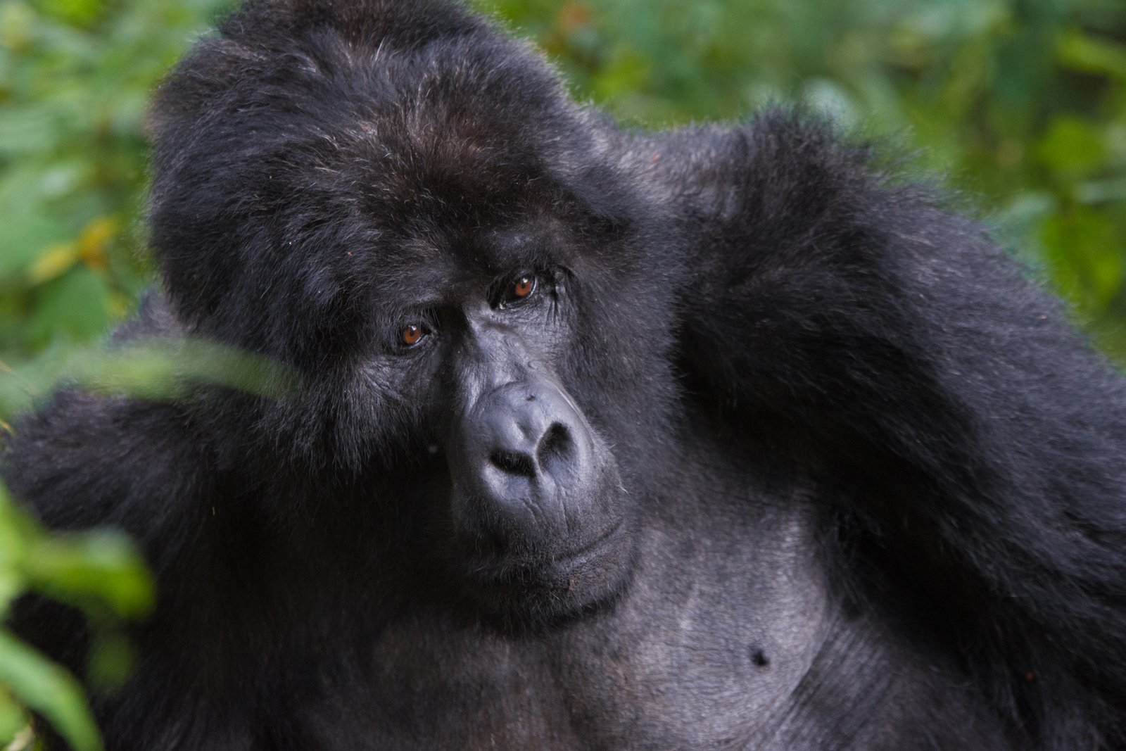 Gorilla trekking in Bwindi Impenetrable Forest